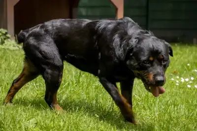 Oxana – Rottweiler – Bild 3