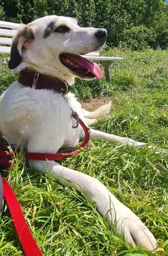 Kemo -  - Bild 18