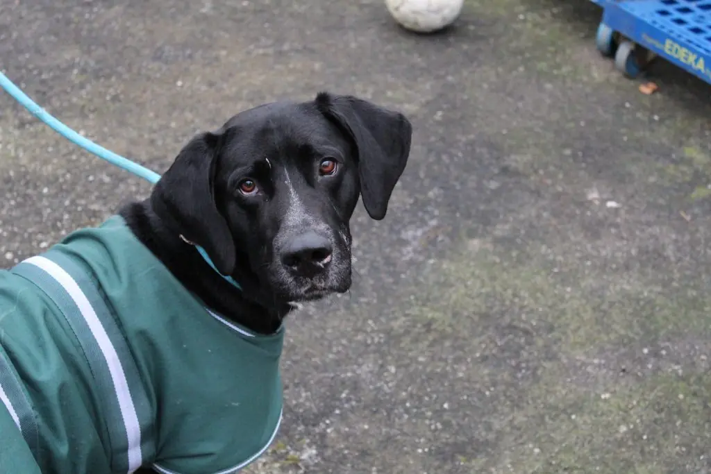Percy - Dalmatiner, Labrador Retriever - Bild 1