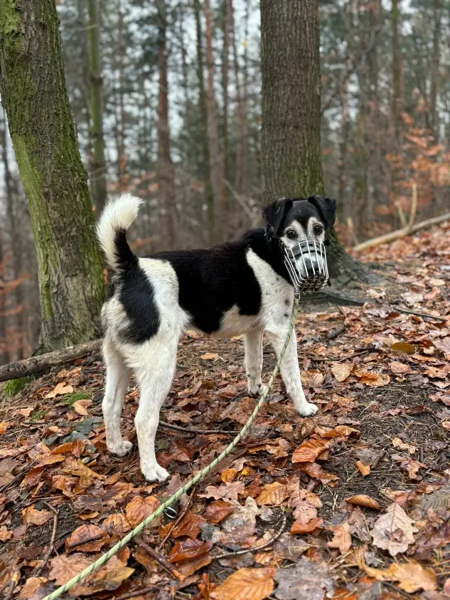 Idefix -  - Bild 2