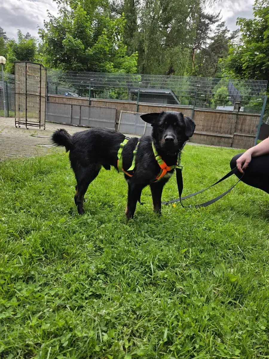 Cosmo -  - Bild 2