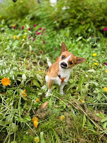 Fenry -  - Bild 3