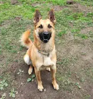 Moritz – Belgischer Schäferhund – Bild 6