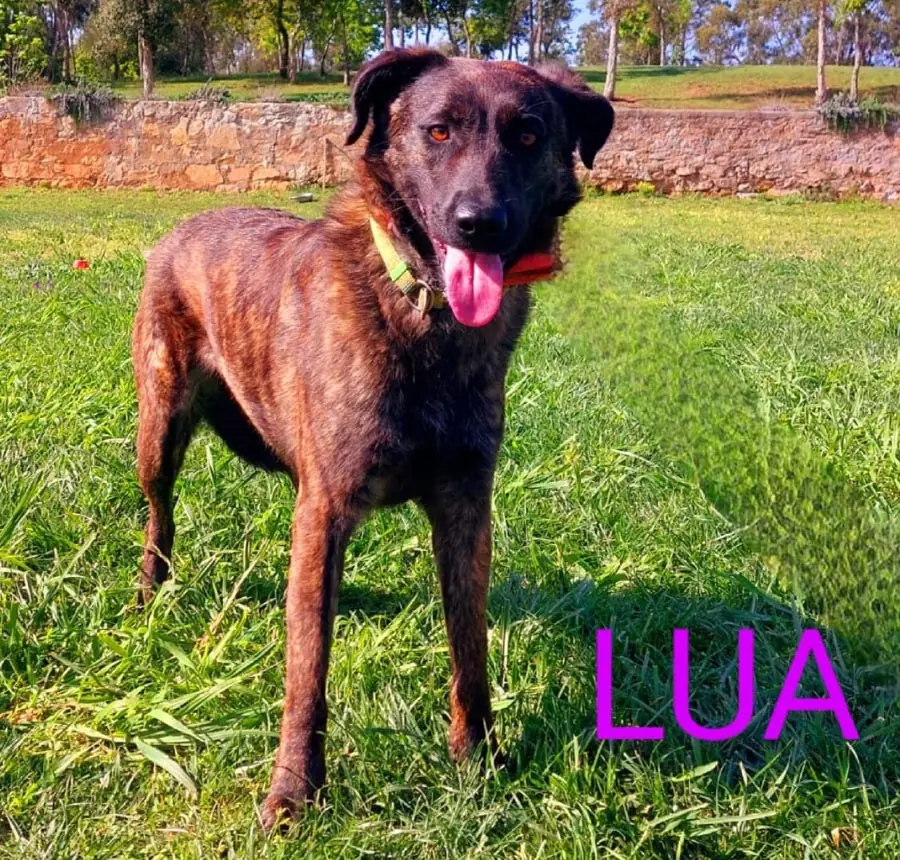 Lua -  - Bild 13