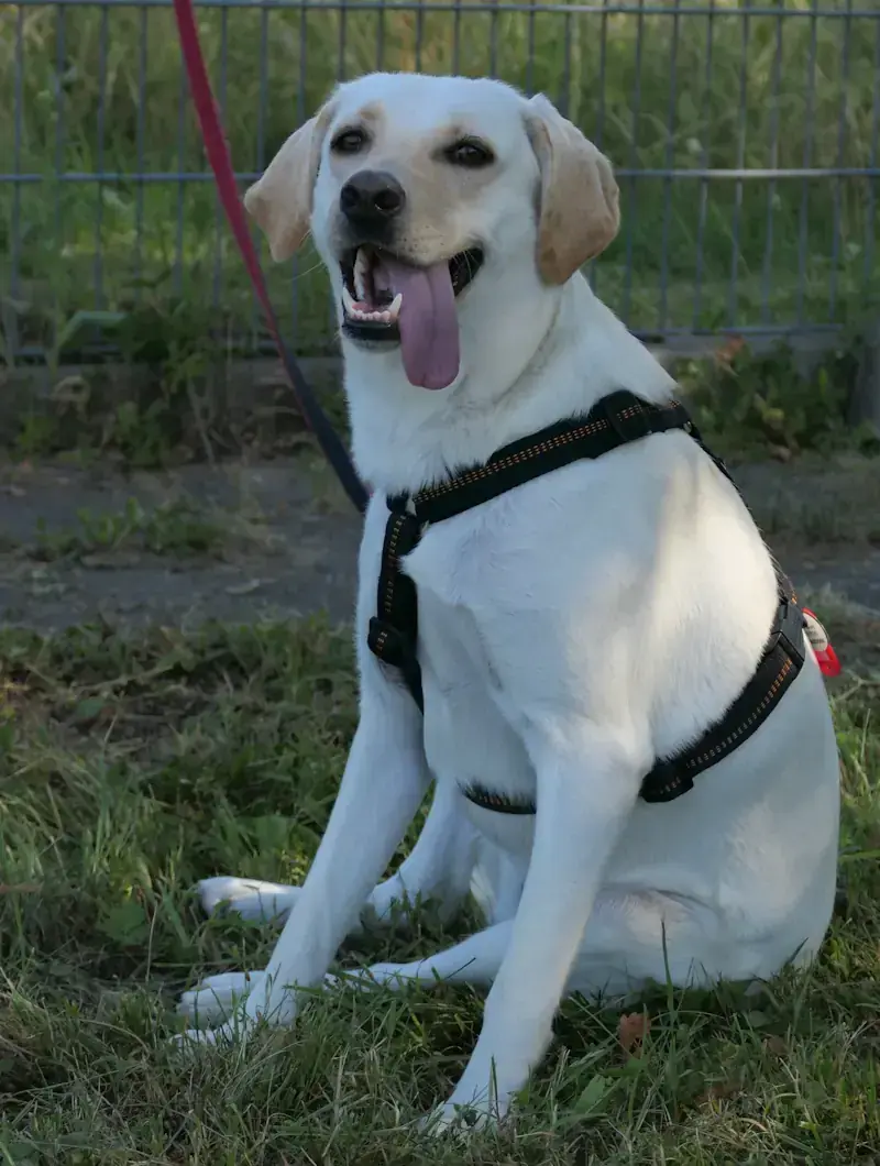 Sansa - Labrador Retriever - Bild 3
