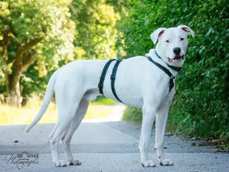 Bones - Dogo Argentino - Bild 20