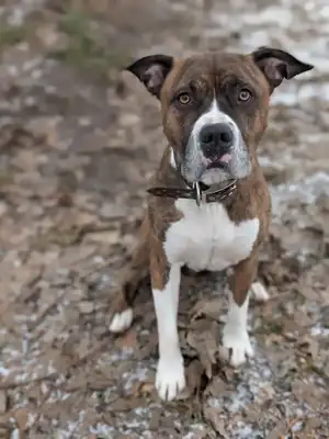 Pauli – American Staffordshire Terrier – Bild 6