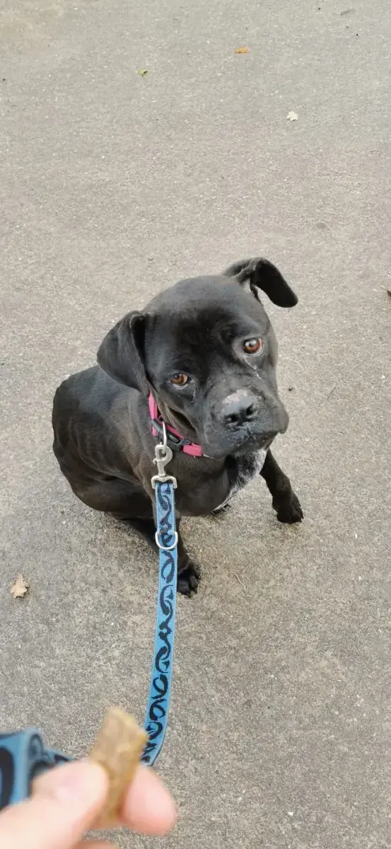 Bonnie - Cane Corso Italiano - Bild 7