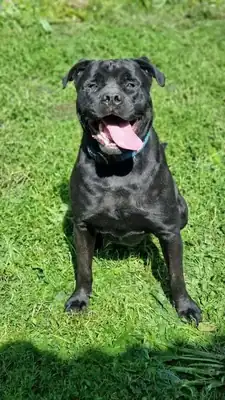 Tylor – Rottweiler, Cane Corso Italiano – Bild 4