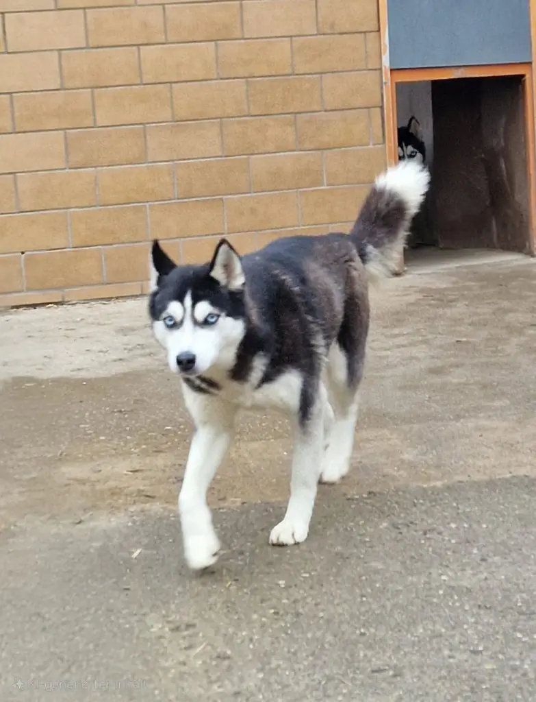 Najad - Siberian Husky - Bild 2