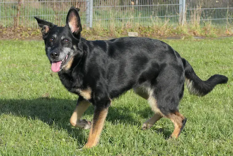 Clementine - Deutscher Schäferhund - Bild 2