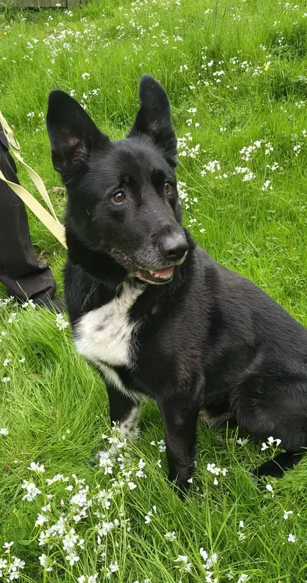 Deutscher Schäferhund-Mix Arco