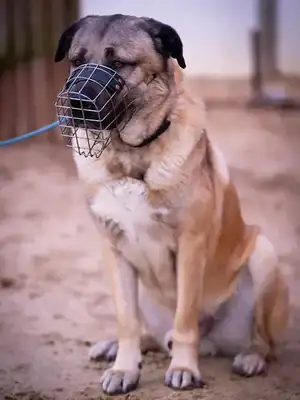 Garib – Kangal-Hirtenhund – Bild 4