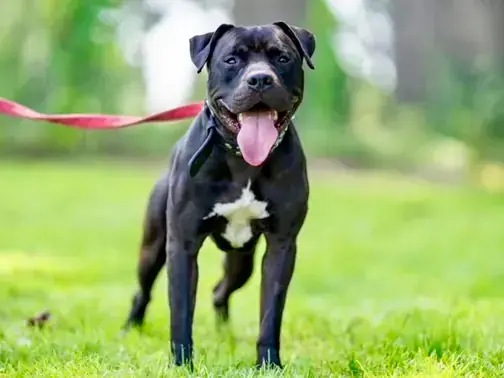 Gizmo - American Staffordshire Terrier - Bild 4
