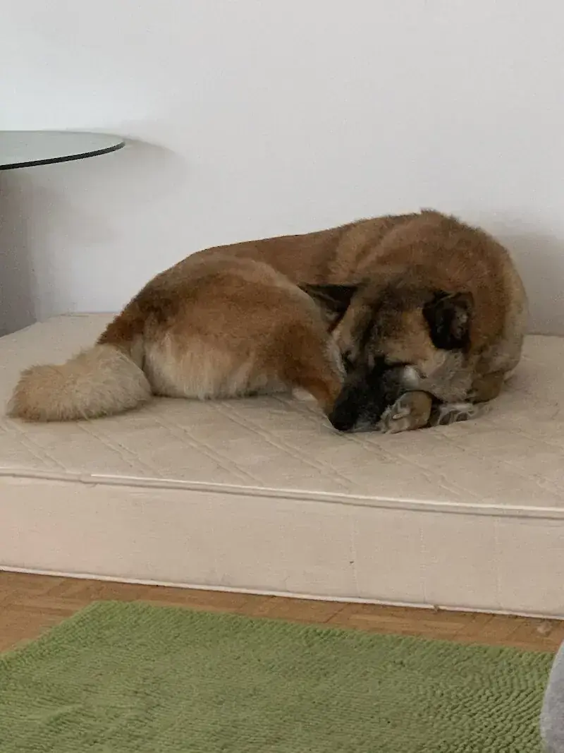 Rex -  - Bild 3