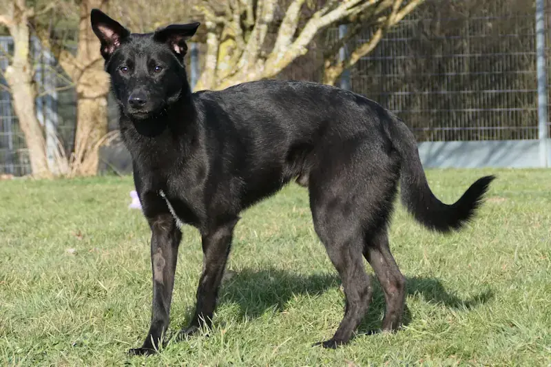 Mishka - Deutscher Schäferhund - Bild 3