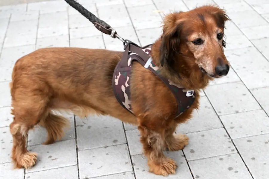 Argo - Dackel - Bild 2