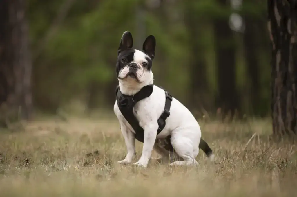 Rüdiger - Französische Bulldogge - Bild 1