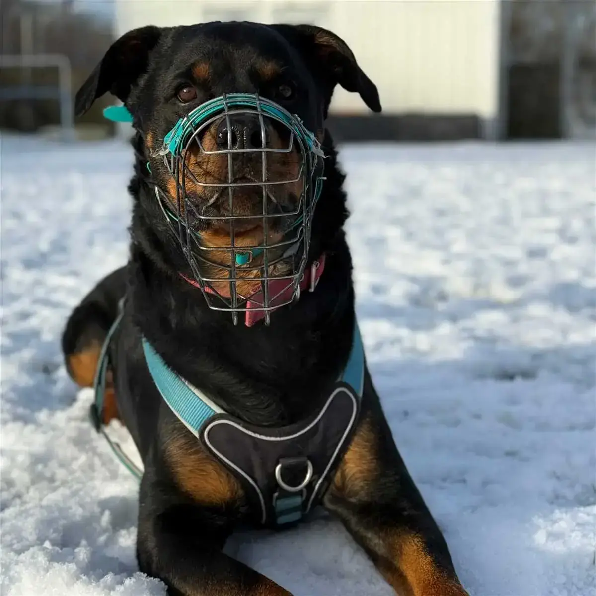 PABLO - Rottweiler - Bild 2