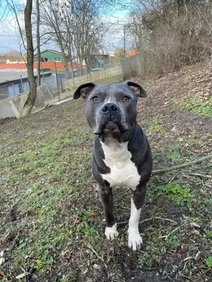 Kalle – Staffordshire Bullterrier – Bild 2