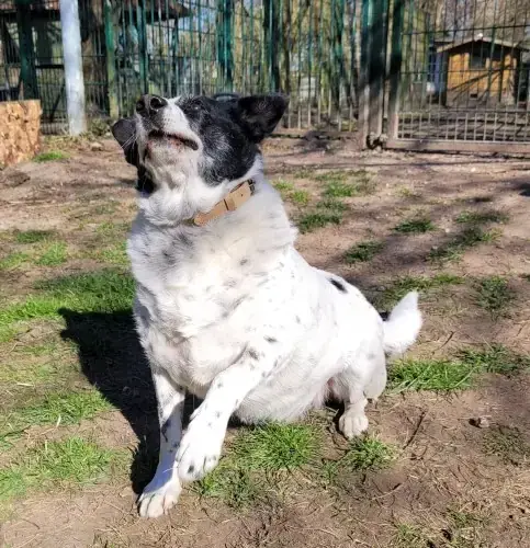 Rudi -  - Bild 4