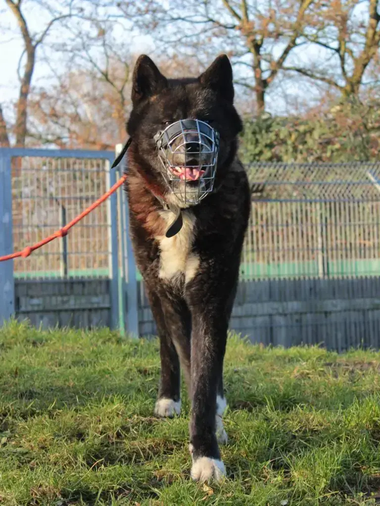 Kurai - Akita - Bild 1