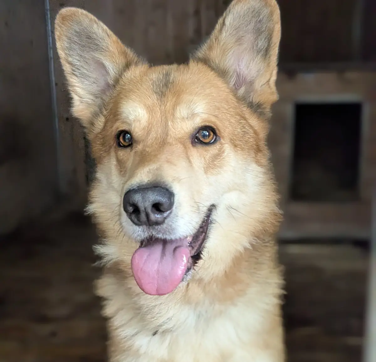Kenma - Deutscher Schäferhund, Siberian Husky - Bild 1