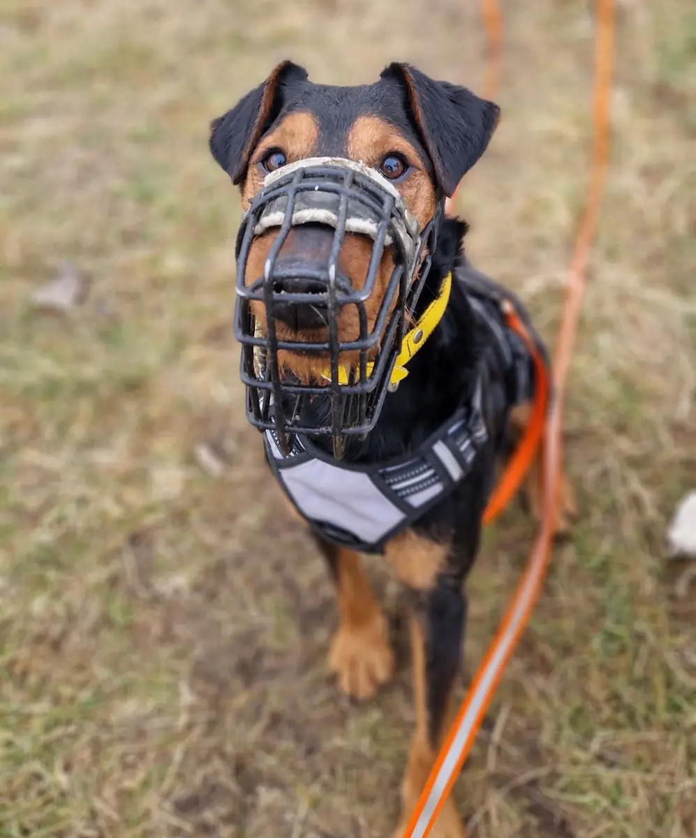 Rudi -  - Bild 8