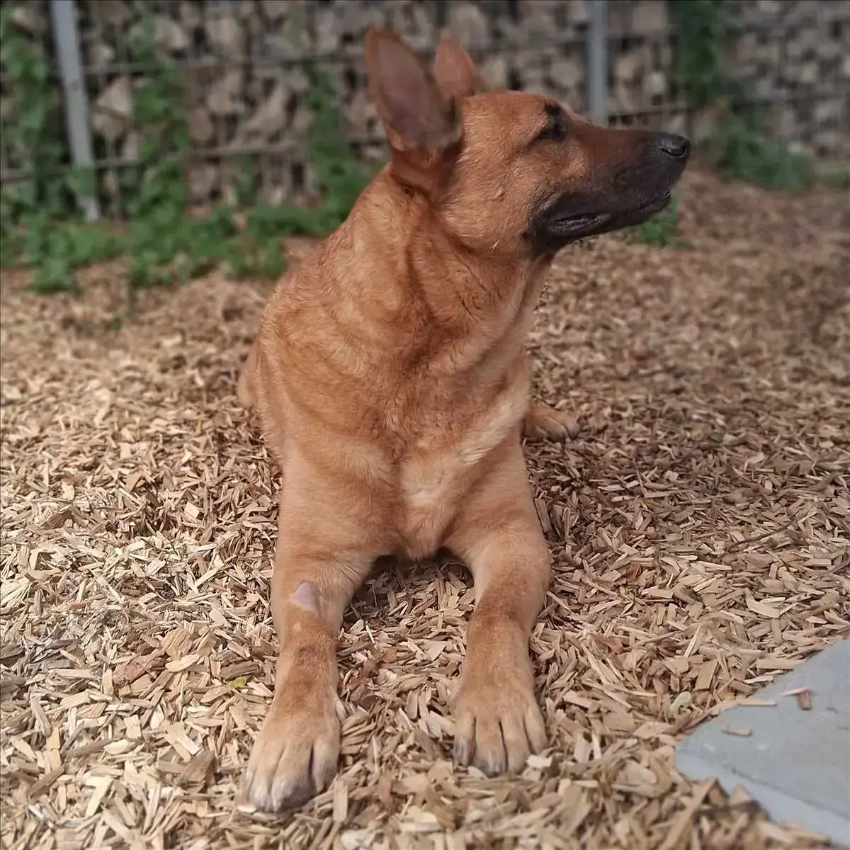 SÖREN - Deutscher Schäferhund - Bild 3
