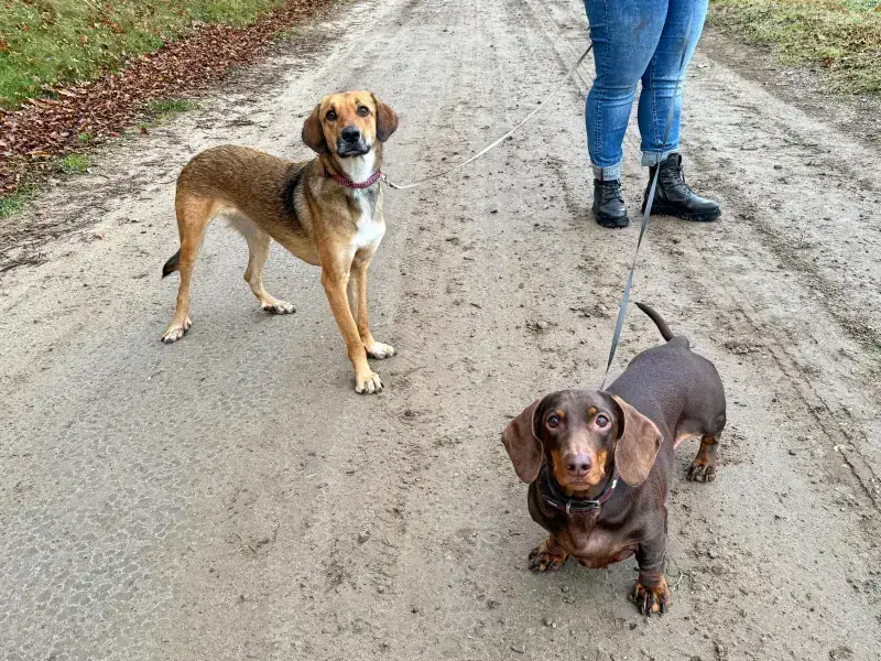 Rudi – Dackel – Bild 15