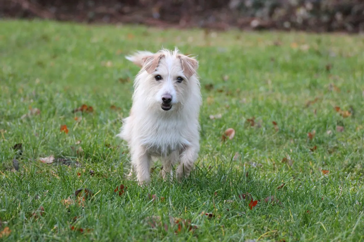 Odin -  - Bild 2