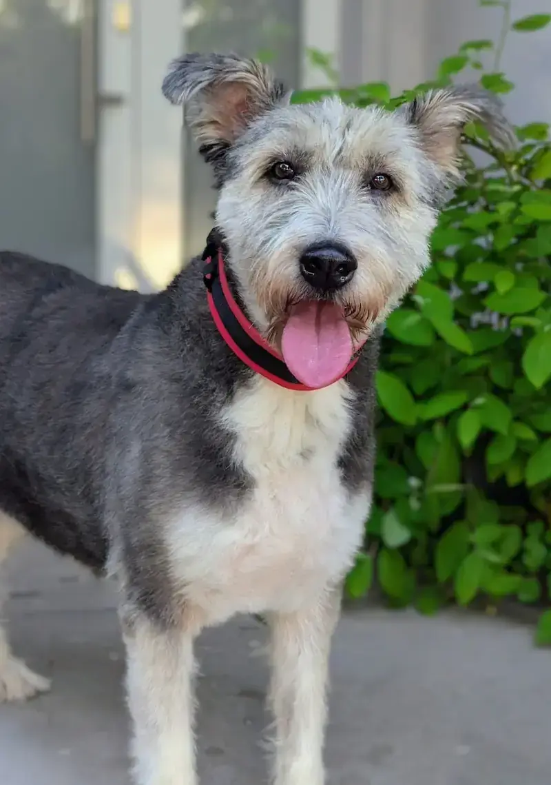Ronja - Riesenschnauzer - Bild 1