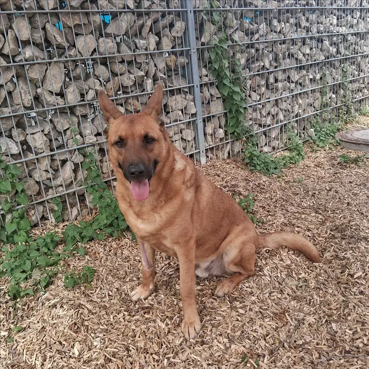 SÖREN - Deutscher Schäferhund - Bild 5