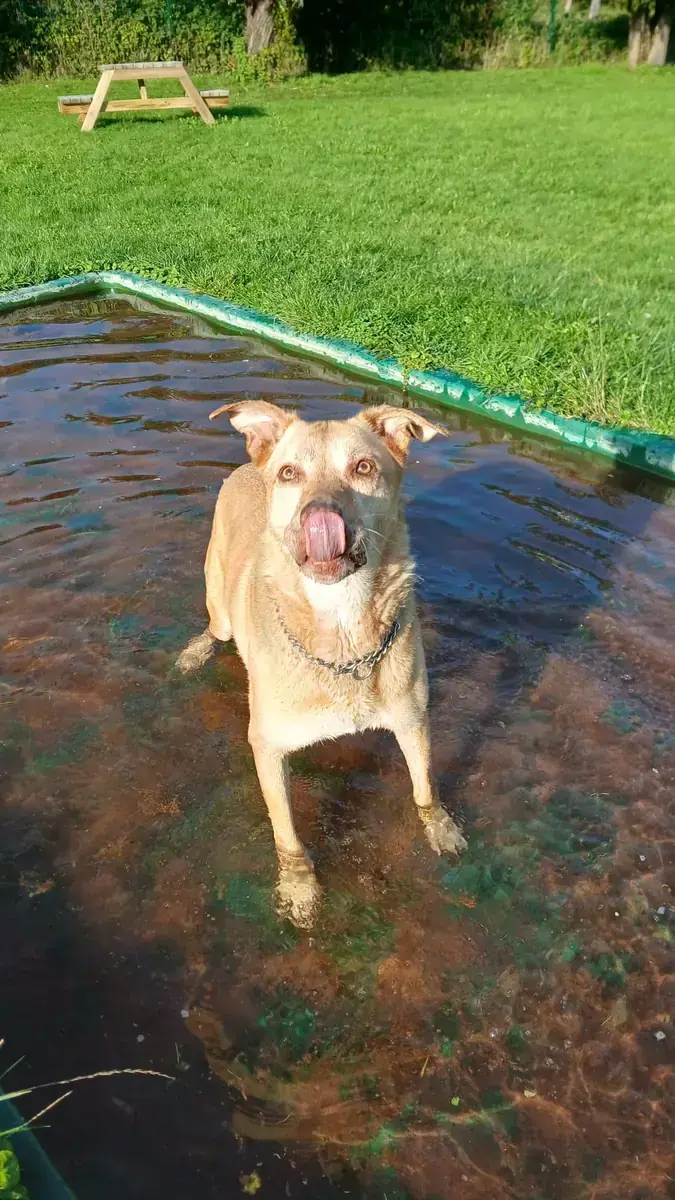 Lio - Deutscher Schäferhund - Bild 3