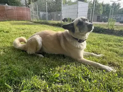 Chester – Deutscher Schäferhund – Bild 15