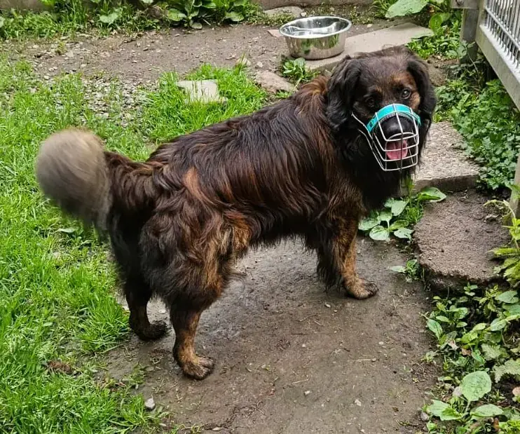Odin -  - Bild 3