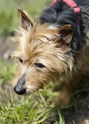 Gofio – Yorkshire Terrier – Bild 4