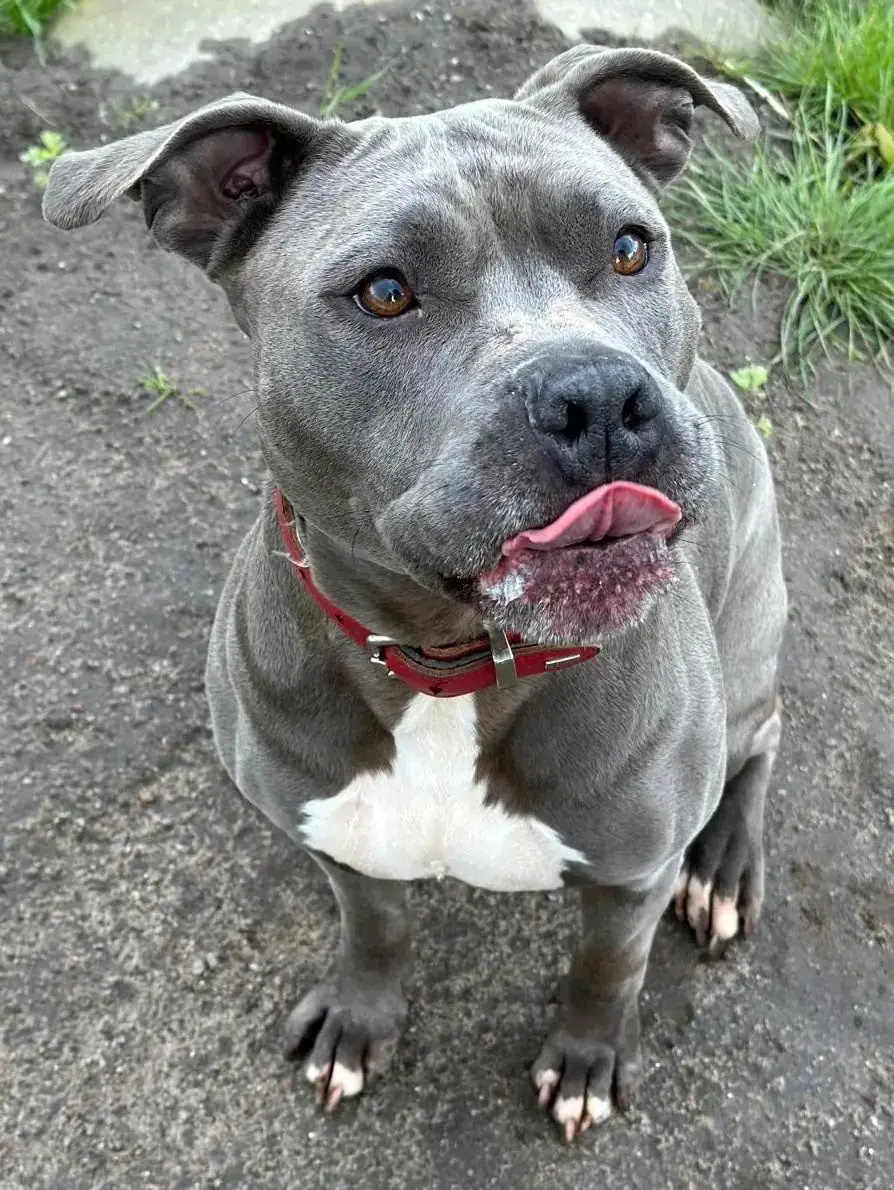 Jette - American Staffordshire Terrier - Bild 6