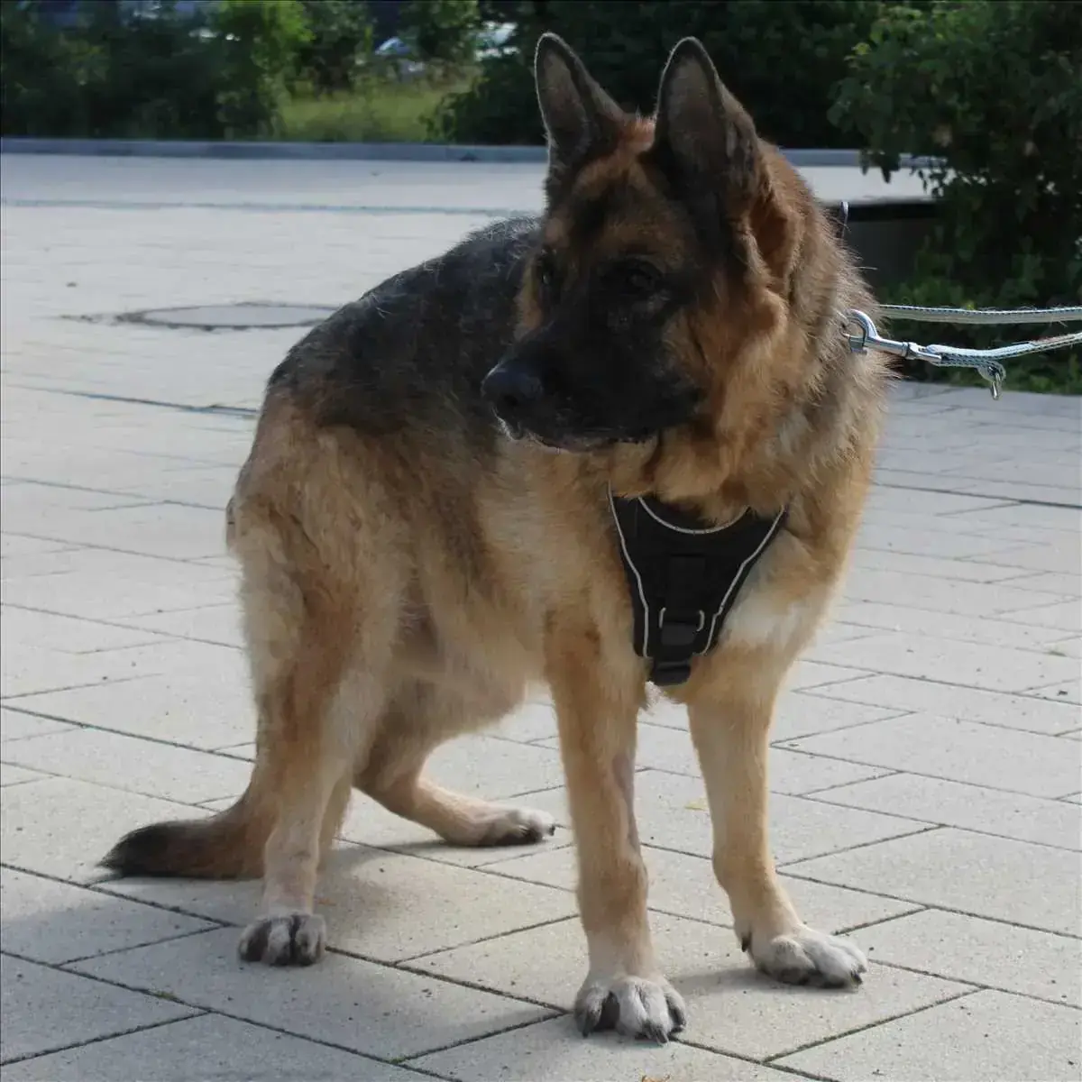 Deutscher Schäferhund REX