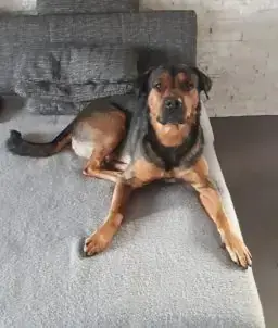Mogli - Rottweiler - Bild 1