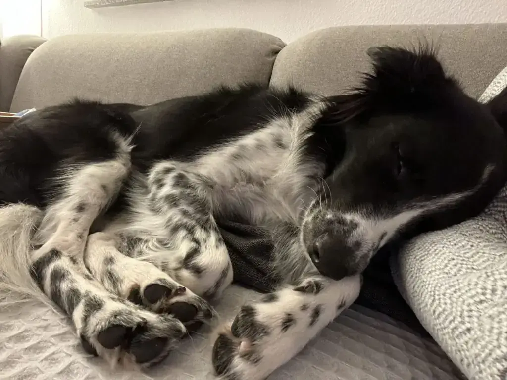 Rey - Border Collie - Bild 8