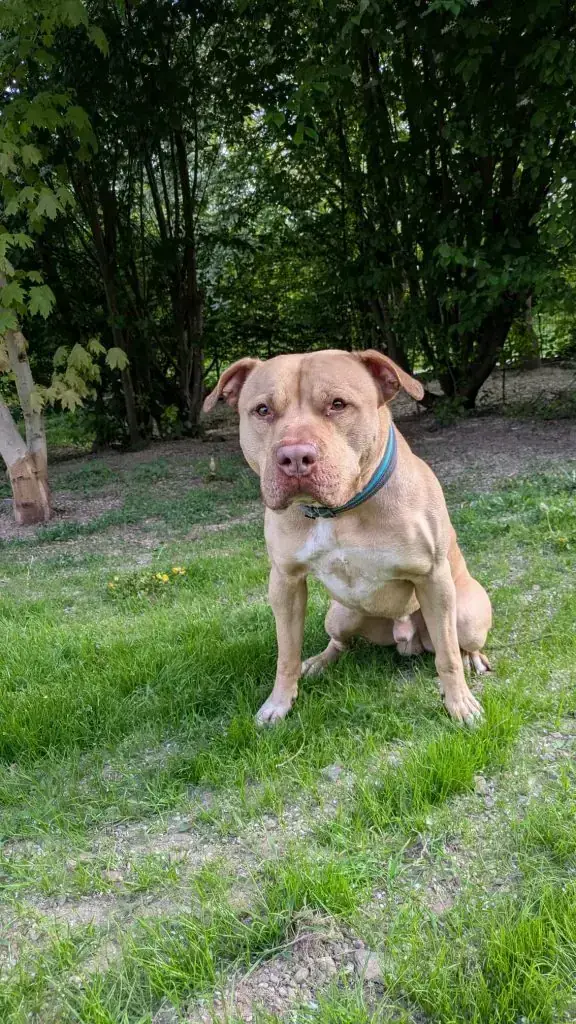 Ace - American Staffordshire Terrier - Bild 1