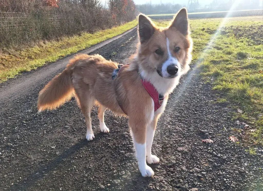 Mandy - Border Collie - Bild 3