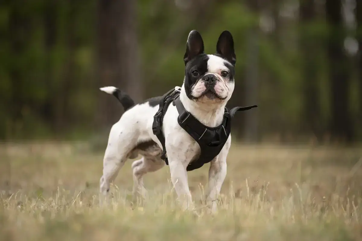 Rüdiger - Französische Bulldogge - Bild 3