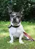 Buddy – Französische Bulldogge, Jack Russell Terrier – Bild 3