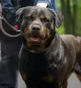 Rottweiler Ophelia
