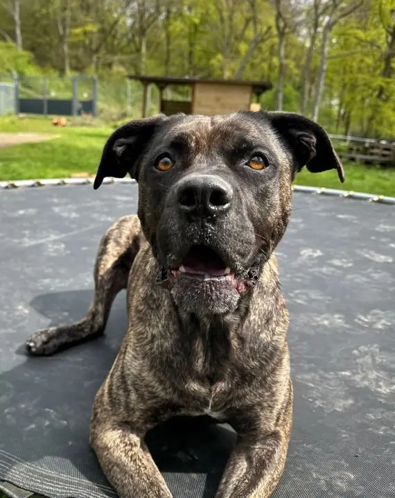 Cora - Dogo Canario - Bild 1