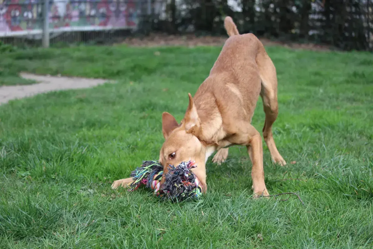 Baco - Podenco Canario - Bild 4