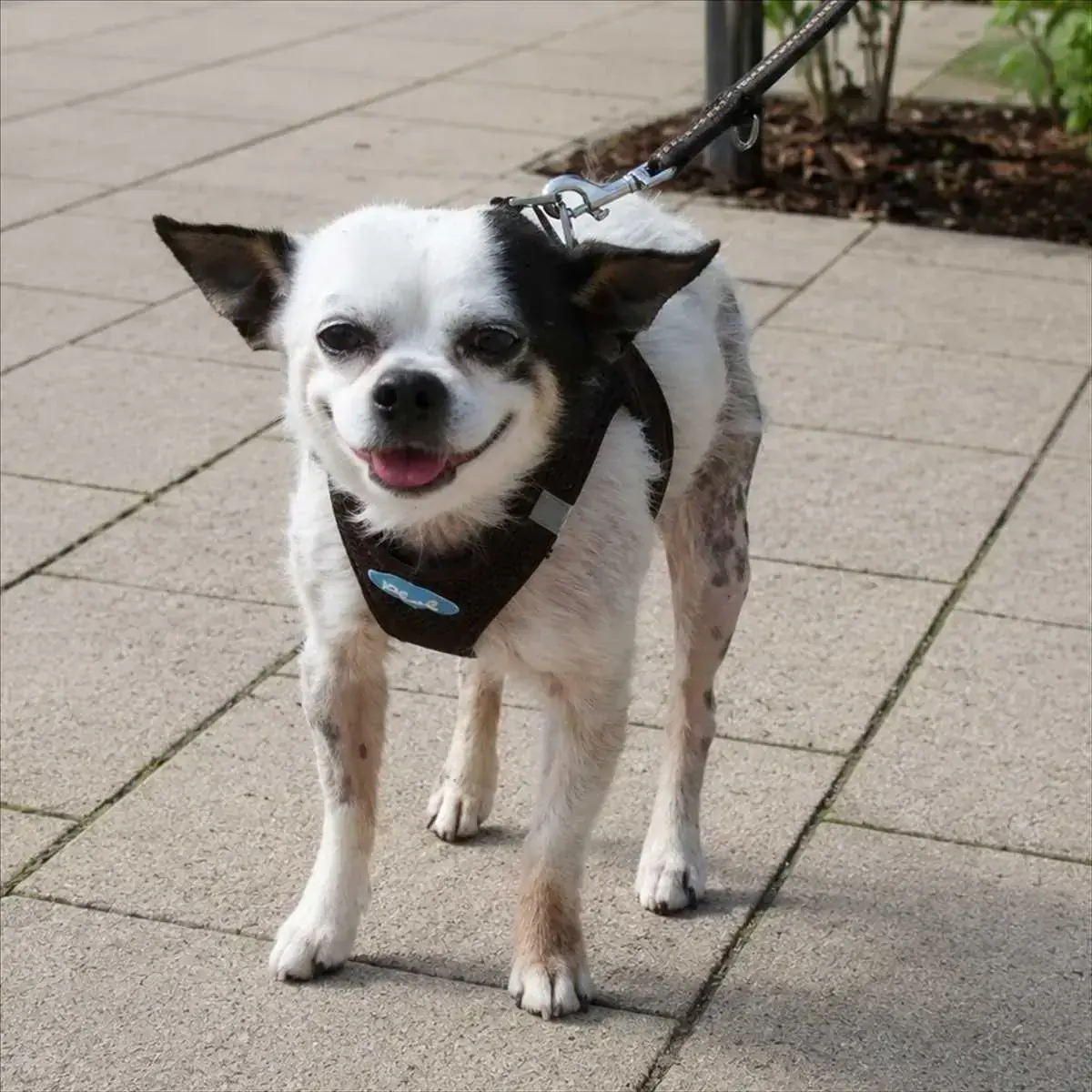 SNUPI - Chihuahua - Bild 2