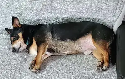 Misiek – Hund – Bild 3